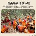 舟曲从岭藏鸡六月龄公鸡(礼盒装)