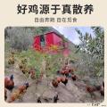 舟曲从岭藏鸡六月龄公鸡(礼盒装)