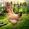 康乐县农家散养鸡跑山土鸡（现杀）