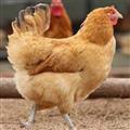 散养土鸡