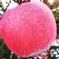 精选红富士苹果8-9斤装