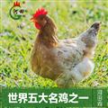 省名牌龙岩老字号河田牌小母鸡-196°C液氮深冷锁鲜-整鸡