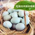 康乐县野望阁富硒绿壳鸡蛋农家林下散养鸡