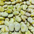甘肃省卓尼县水煮蚕豆500g（2袋起发）