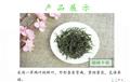 新茶甘肃陇南康县阳坝茶叶高山绿茶五子特级翠峰简装500g包邮