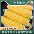 精品水果玉米香糯软甜5斤包邮量大优惠