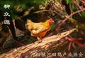 140日龄河田小母鸡