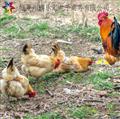 散养土鸡