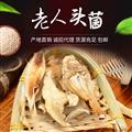 老人头菌250g/盒（干货）