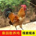 桑园散养土鸡  3.5斤左右/只