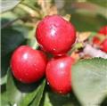康县精品樱桃  5斤/箱  果径≥30mm