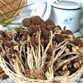 野生茶树菇250g（干货）