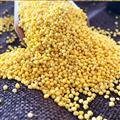 优选黄小米