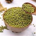 康乐县精品绿豆500g/包（包邮）