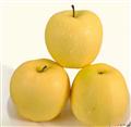 康县精品黄元帅苹果   18个/箱/8-10斤