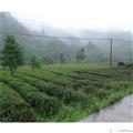 康县阳坝毛尖茶叶 250克/盒