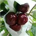 康县精品樱桃  5斤/箱  果径≥30mm