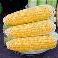 精品水果玉米香糯软甜5斤包邮量大优惠