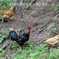 散养土鸡