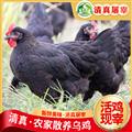 甘肃省康乐县 农家散养乌鸡 2-2.5斤/只 真空包装