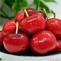 康县精品樱桃  5斤/箱  果径≥30mm
