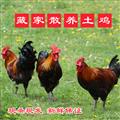 卓尼藏家散养丛林藏鸡/只