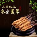 虫草天然藏区虫草