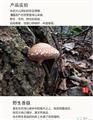 野生香菇（500克/袋）