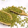 康乐县精品绿豆500g/包（包邮）