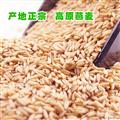 卓尼县-高原燕麦 500g/罐