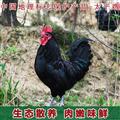 康县梅园太平山鸡大公鸡3.5斤以上