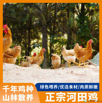 [朕的一天]福建长汀河田鸡小母鸡150日龄