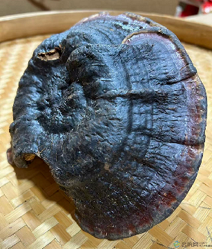 天然灵芝（特老）