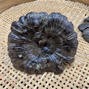 灵芝（天然种植）