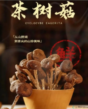 康县茶树菇200克