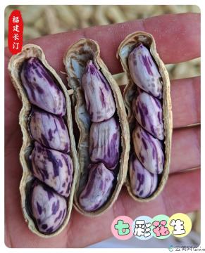 七彩花生