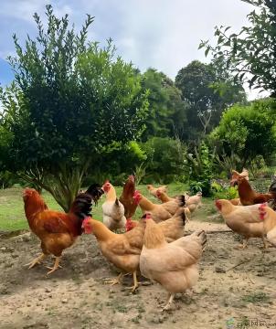 康县散养土鸡每只3-4斤