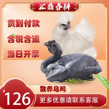 甘肃康乐农家散养乌鸡 1.25kg-1.5kg