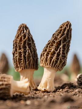 康县羊肚菌150g礼盒装