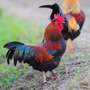 散养土鸡200天以上