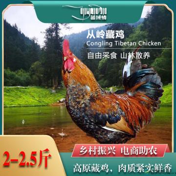 卓尼县高原从岭藏鸡