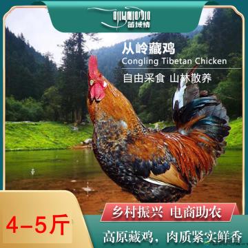 卓尼县高原从岭藏鸡
