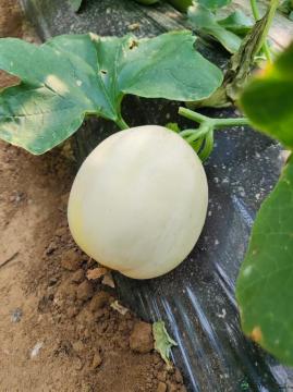 卓尼县高原白脆瓜大果9个