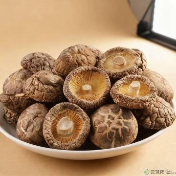 康县椴木小香菇100g肉质肥厚香气怡人
