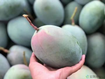 凯特大芒果10斤装礼盒