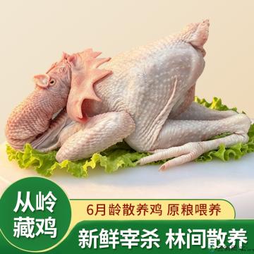 舟曲从岭藏鸡六月龄公鸡(礼盒装)