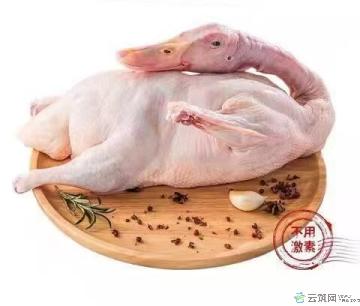 农家散养土鸭子整只包税包邮