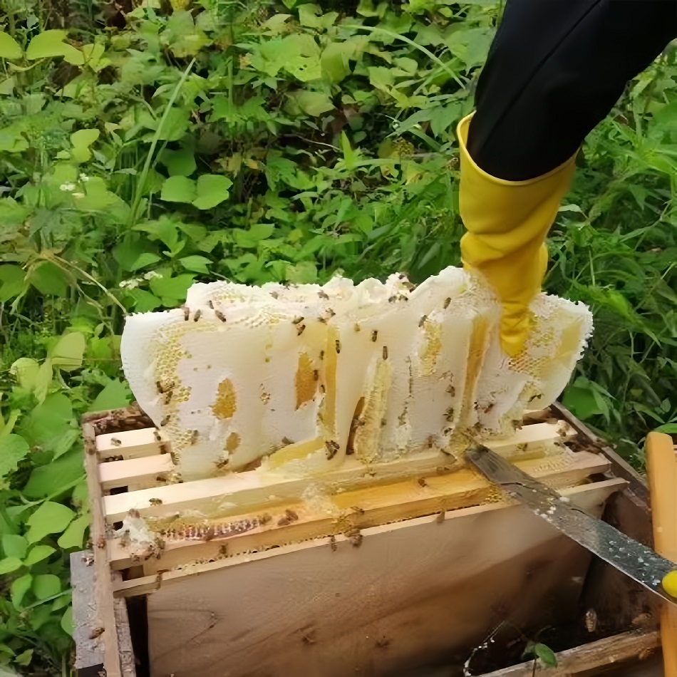 176309649596400092011391311938784677.jpg beaaec5524abcb2e05f8809c9503db4e.jpg