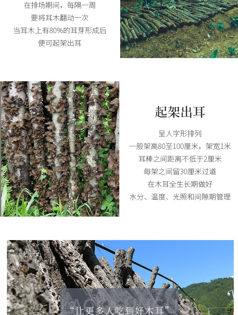 福小豆甘肃特产木耳_08.jpg